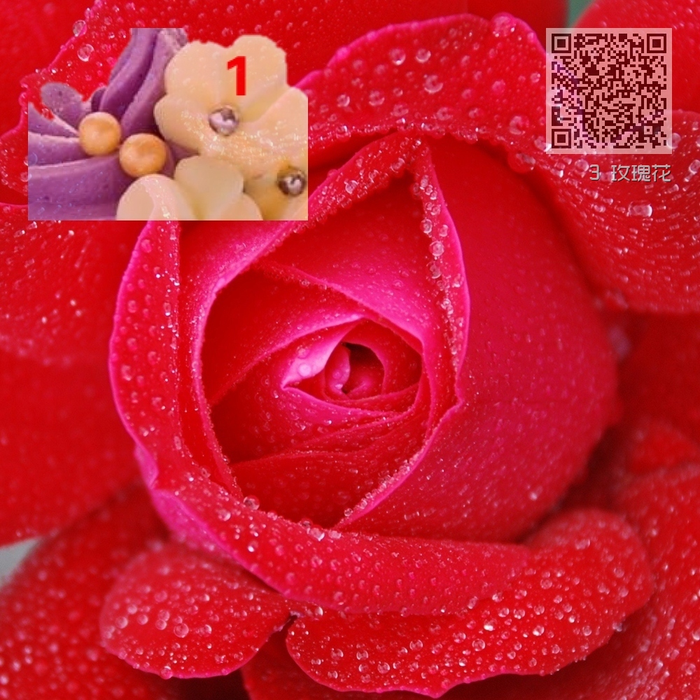 3 玫瑰花 3 玫瑰花
