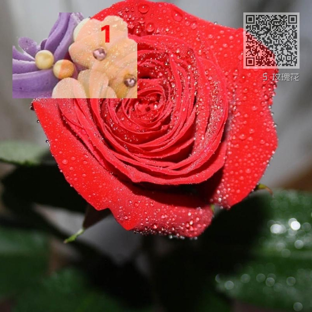 5 玫瑰花 5 玫瑰花
