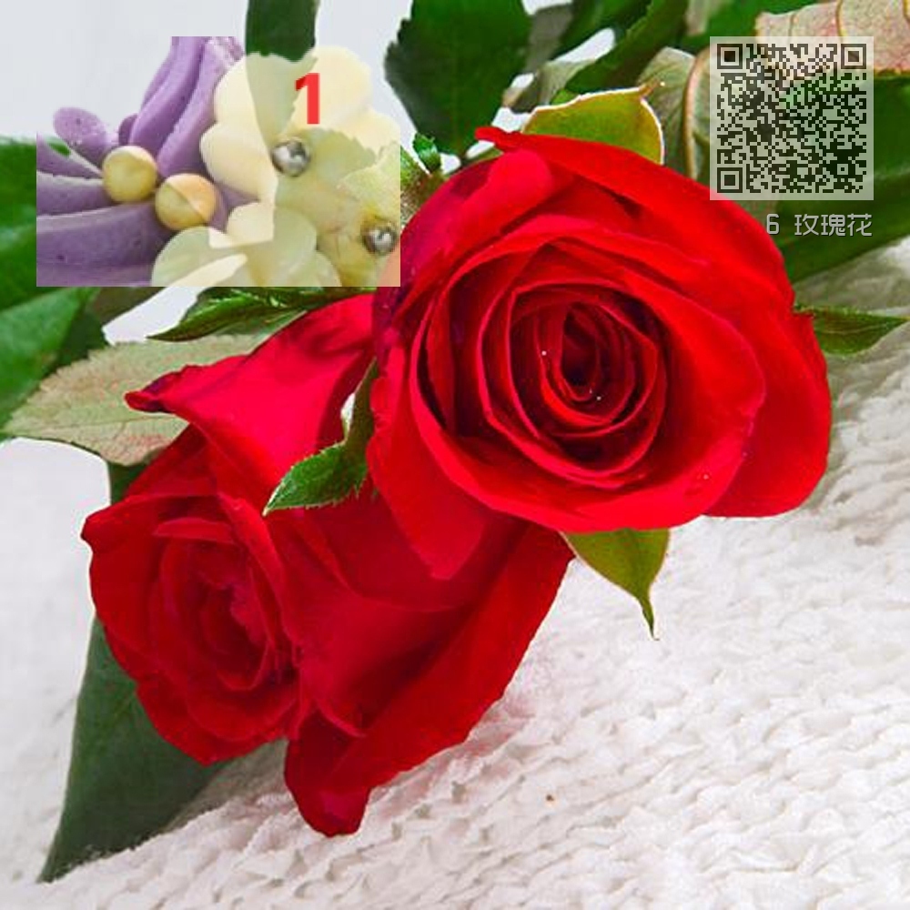 6 玫瑰花 6 玫瑰花