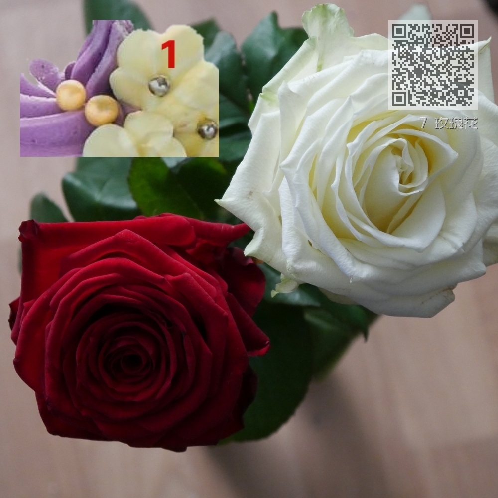 7 玫瑰花 7 玫瑰花
