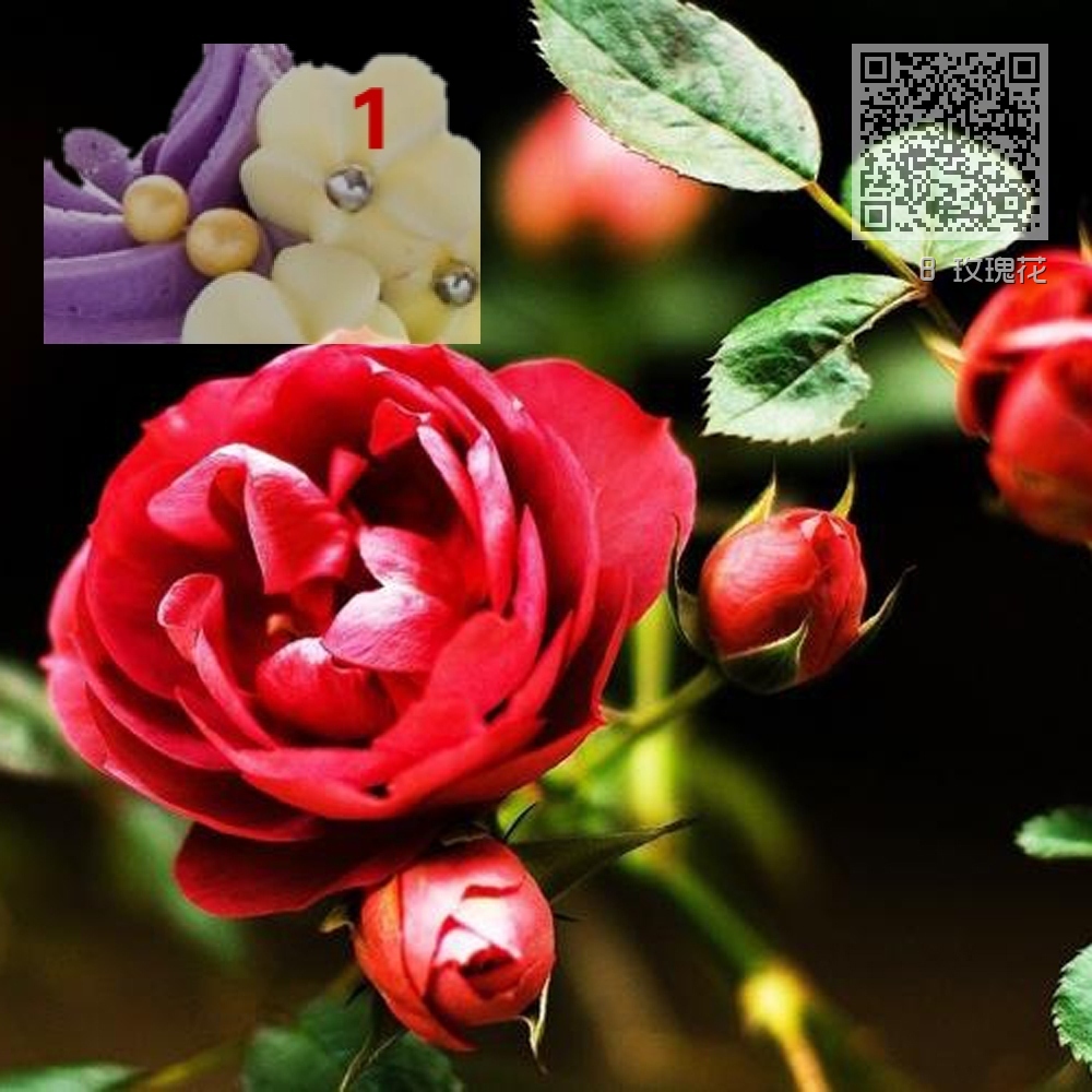 8 玫瑰花 8 玫瑰花
