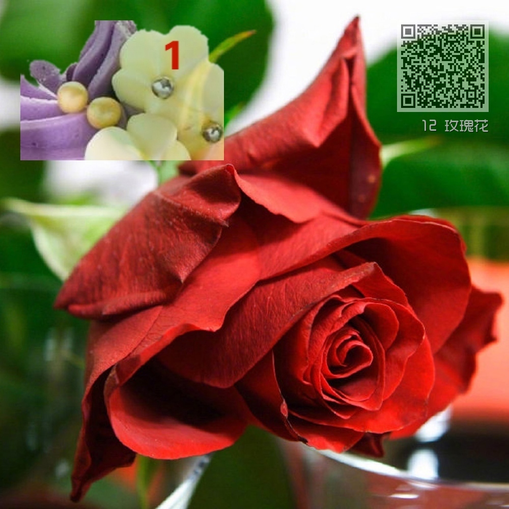 12 玫瑰花 12 玫瑰花