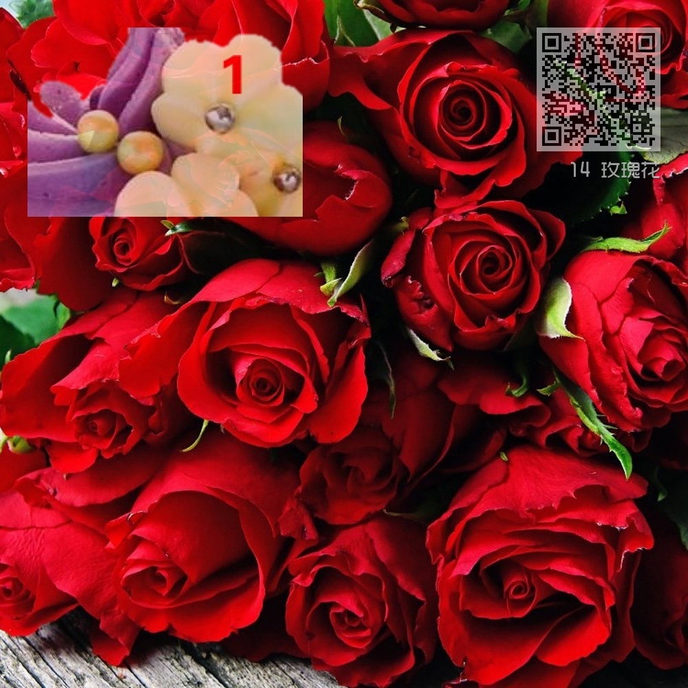14 玫瑰花 14 玫瑰花