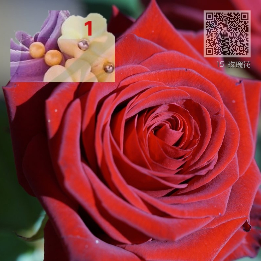 15 玫瑰花 15 玫瑰花