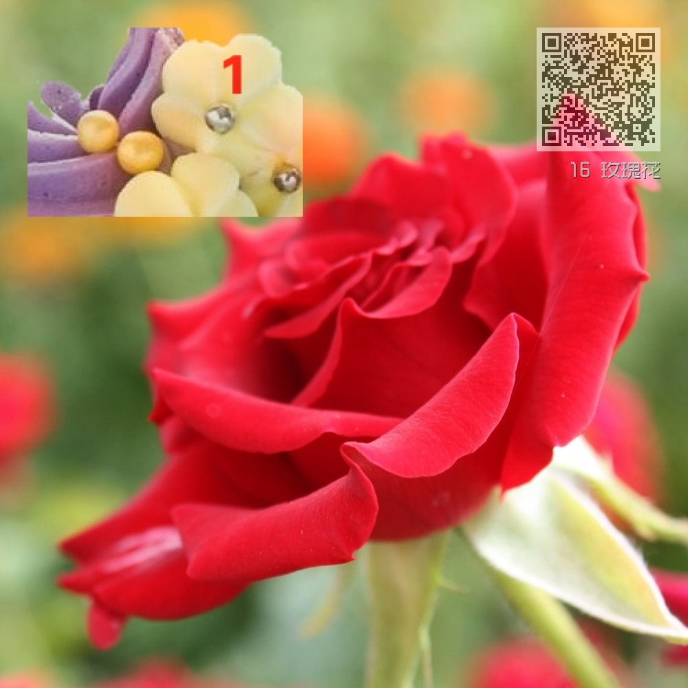 16 玫瑰花 16 玫瑰花