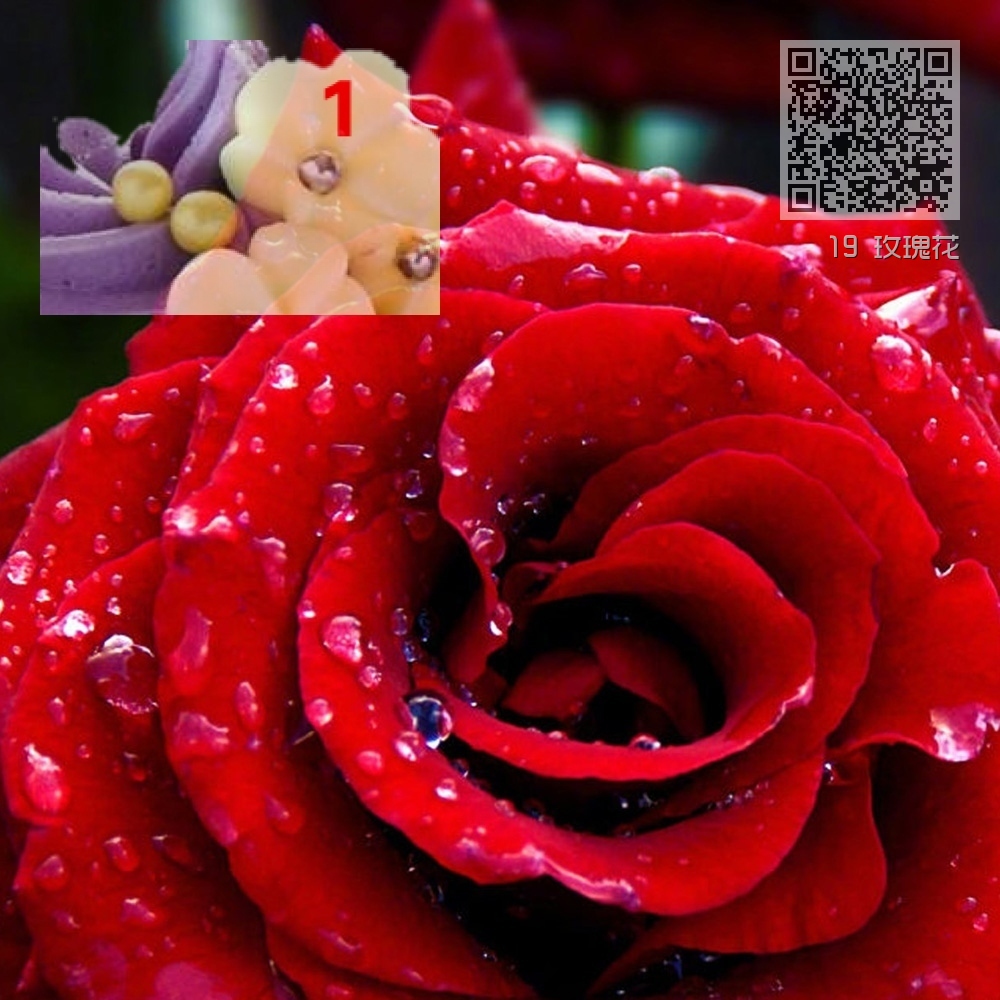19 玫瑰花 19 玫瑰花