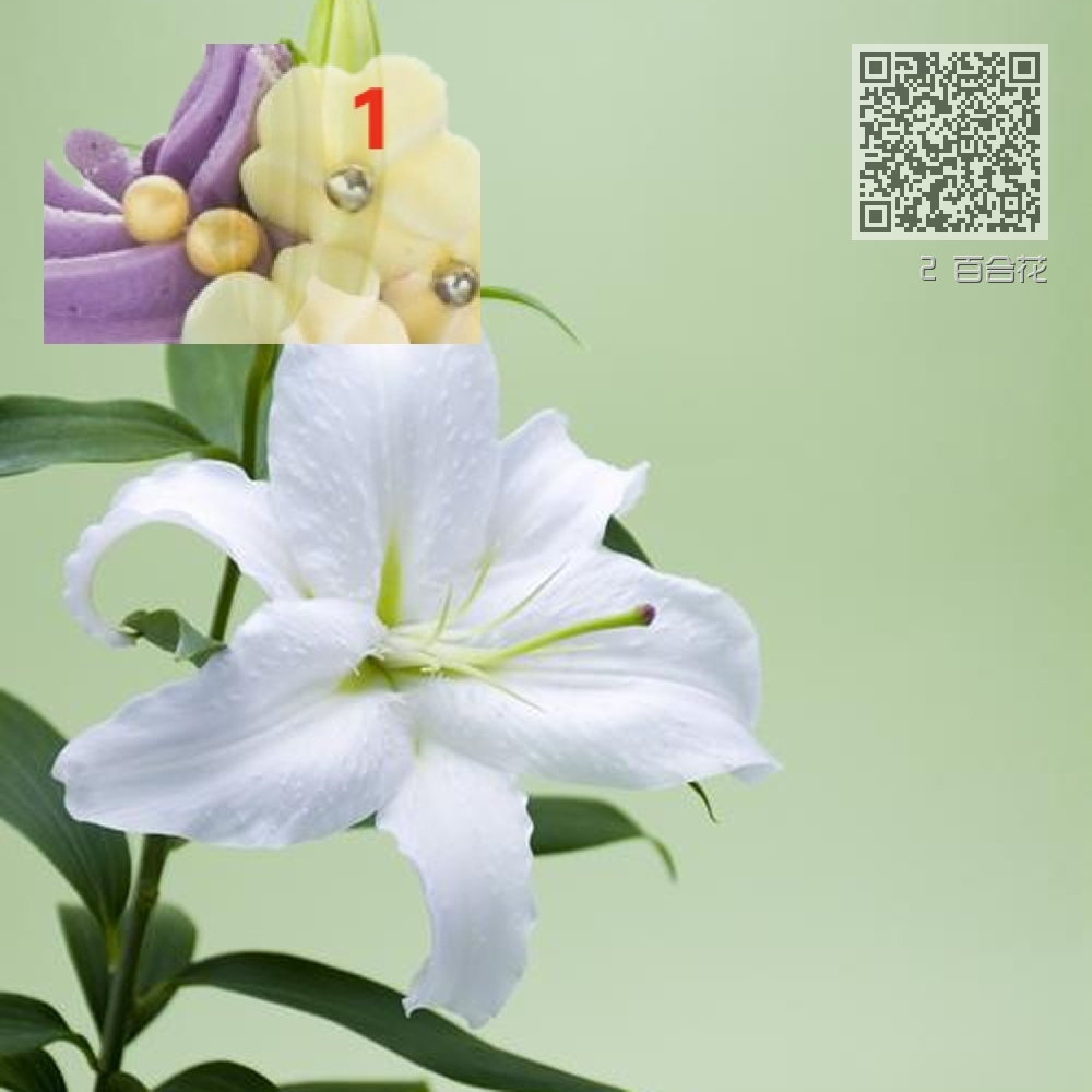 2 百合花 2 百合花
