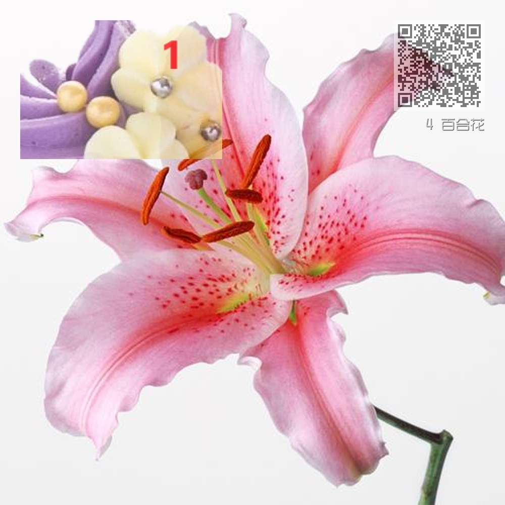 4 百合花 4 百合花