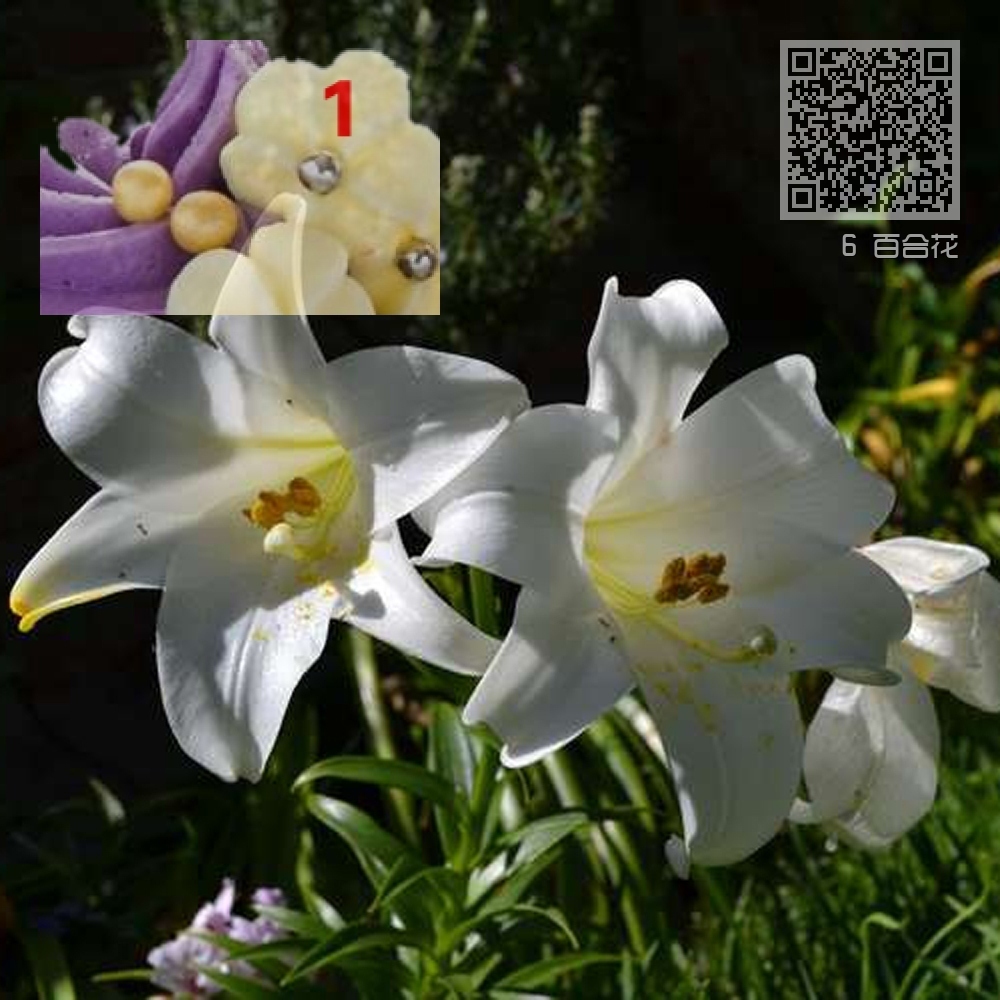 6 百合花 6 百合花