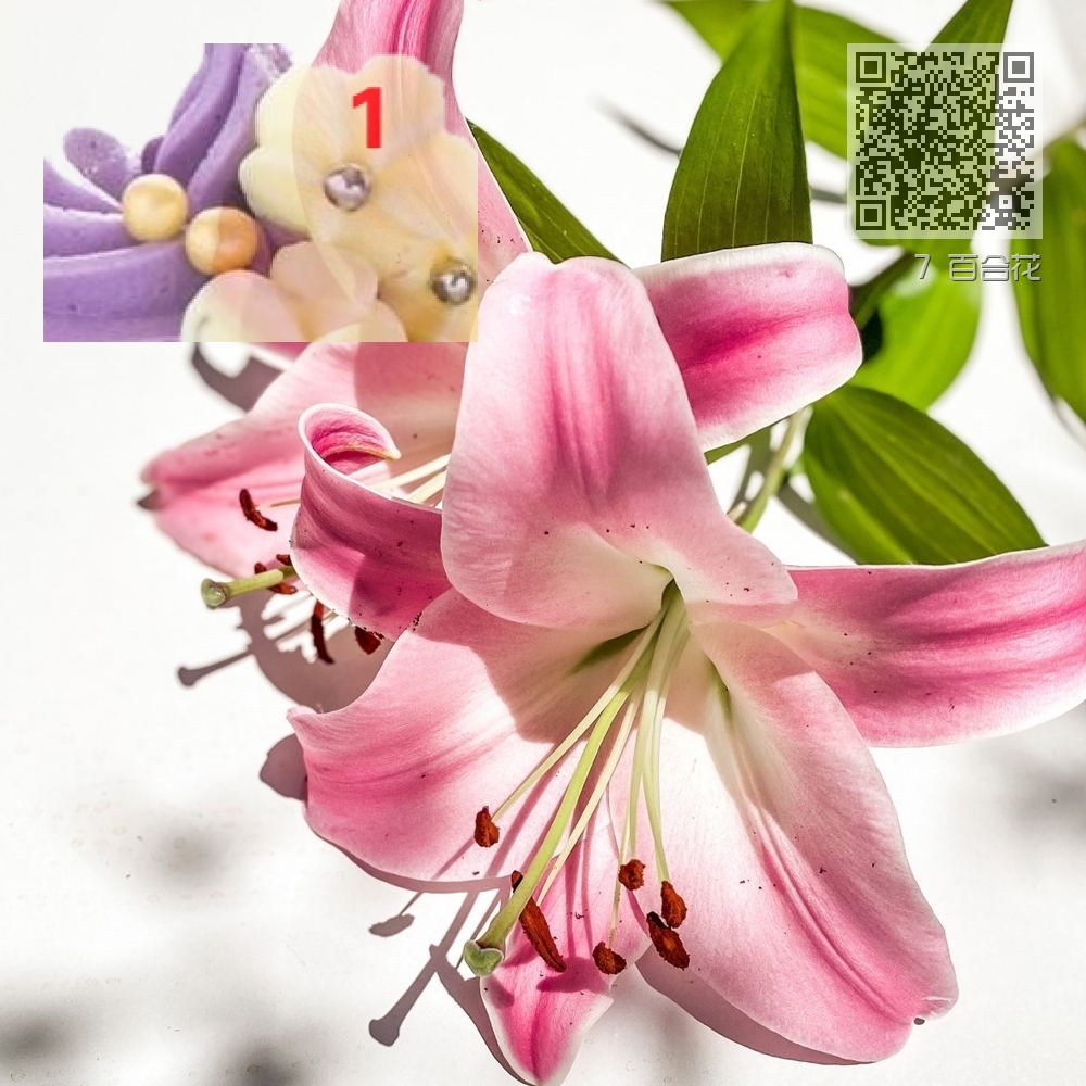 7 百合花 7 百合花