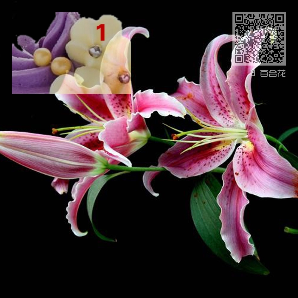 8 百合花 8 百合花