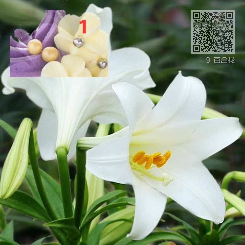 9 百合花 9 百合花