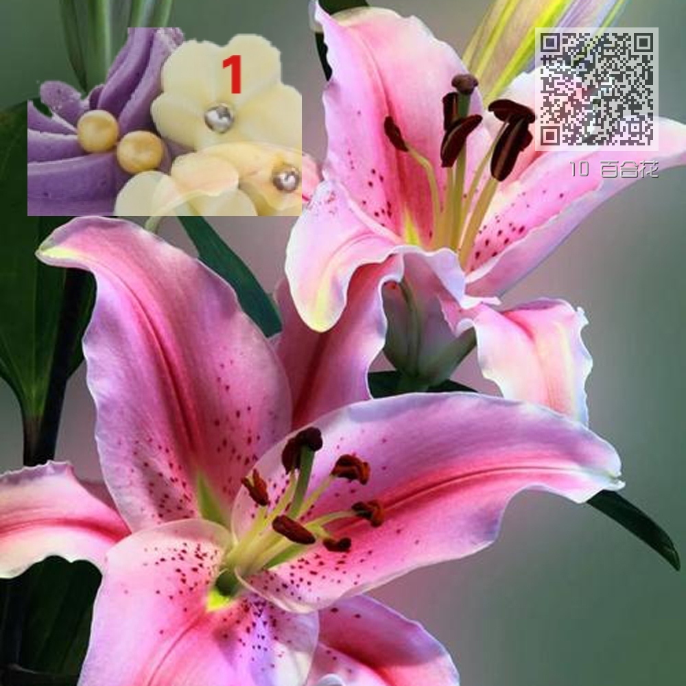 10 百合花 10 百合花
