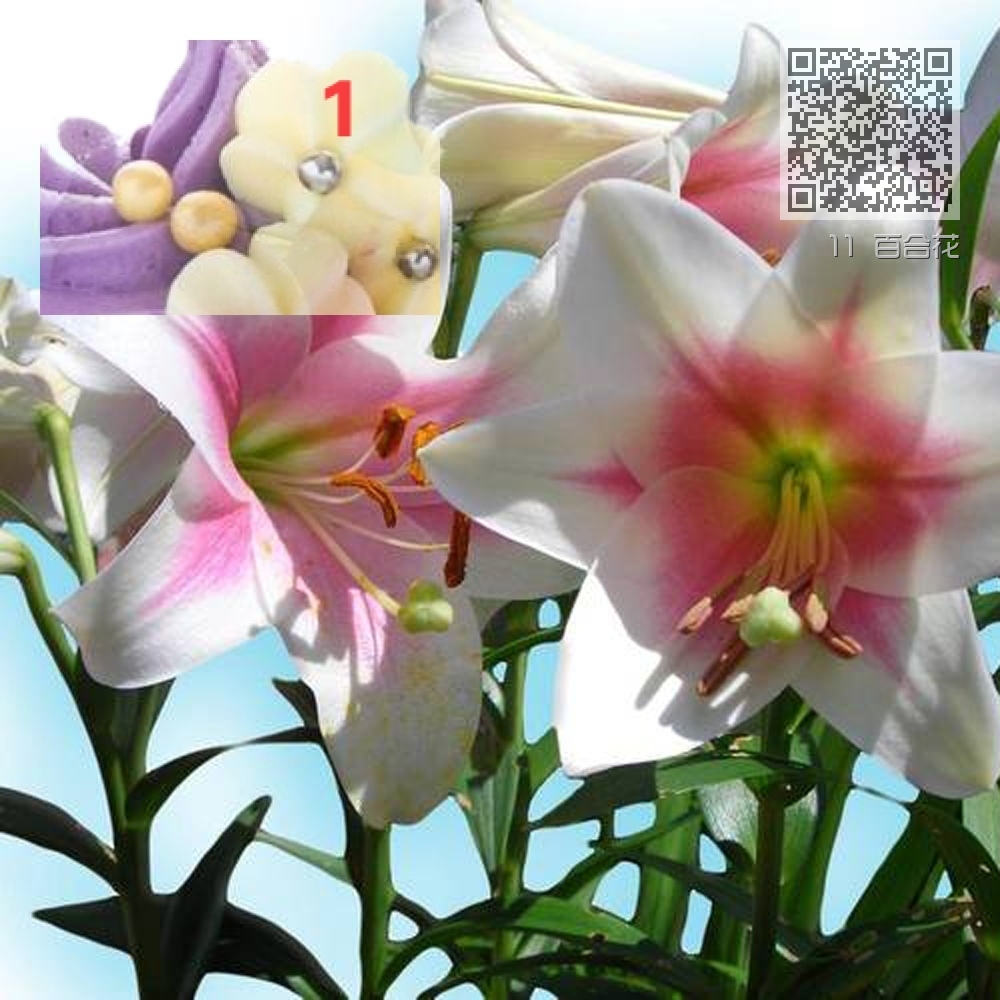 11 百合花 11 百合花
