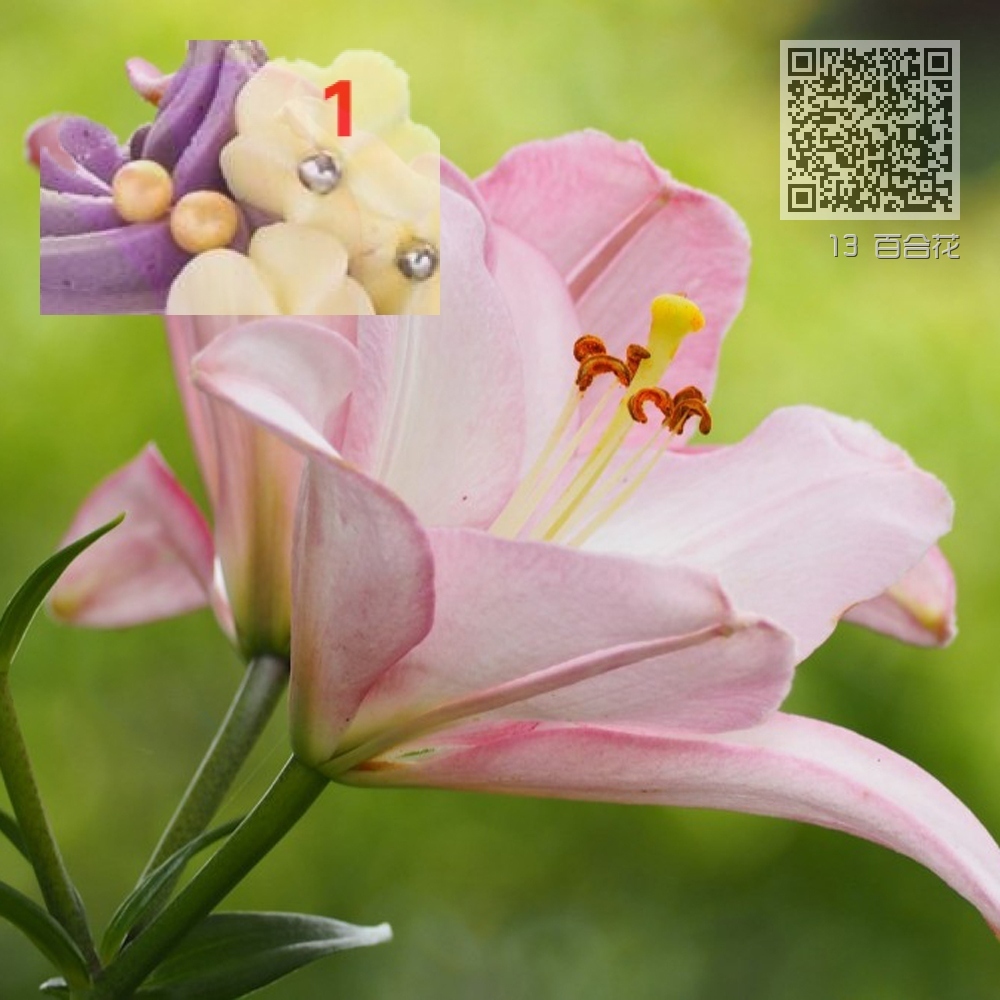 13 百合花 13 百合花
