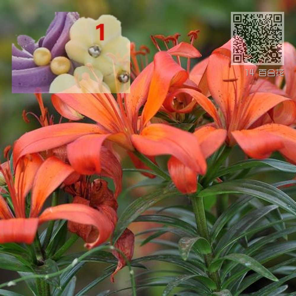 14 百合花 14 百合花