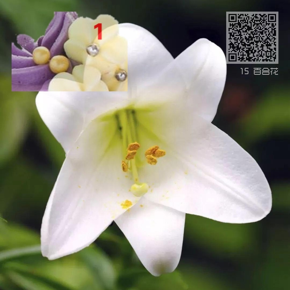 15 百合花 15 百合花