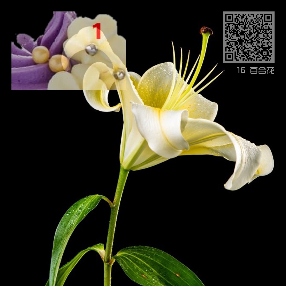 16 百合花 16 百合花
