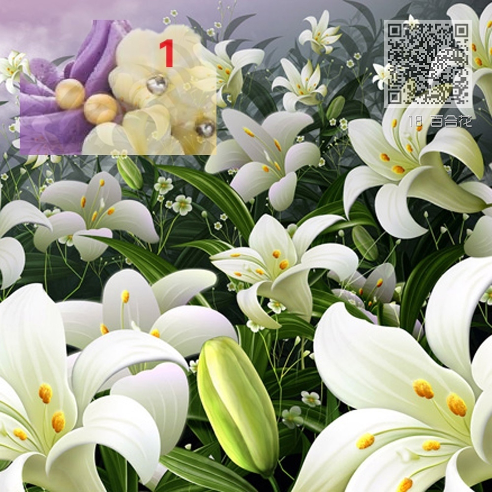 18 百合花 18 百合花
