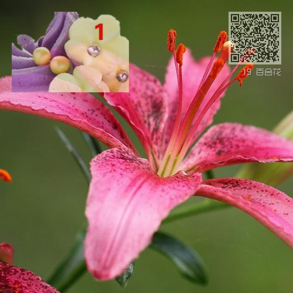 19 百合花 19 百合花