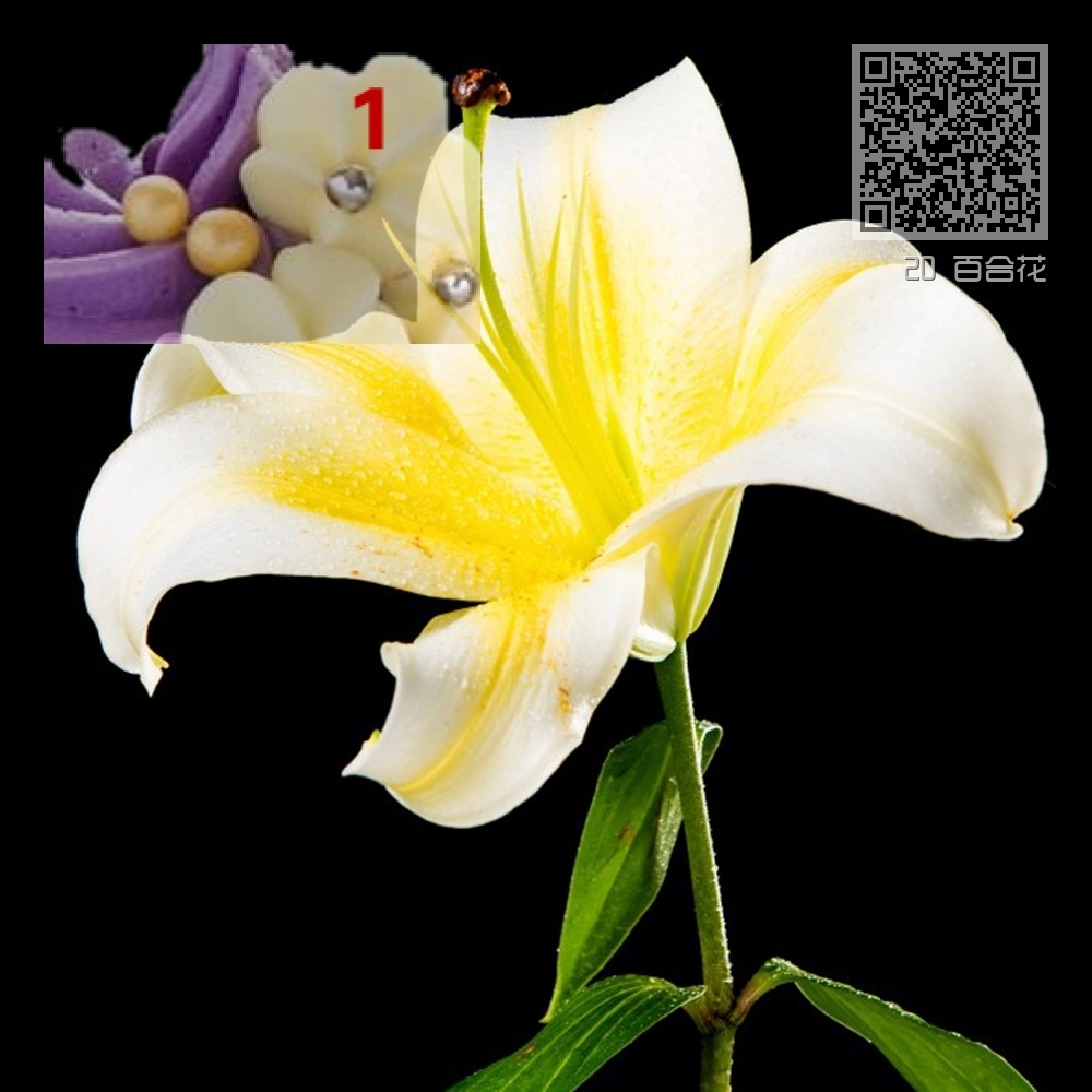 20 百合花 20 百合花