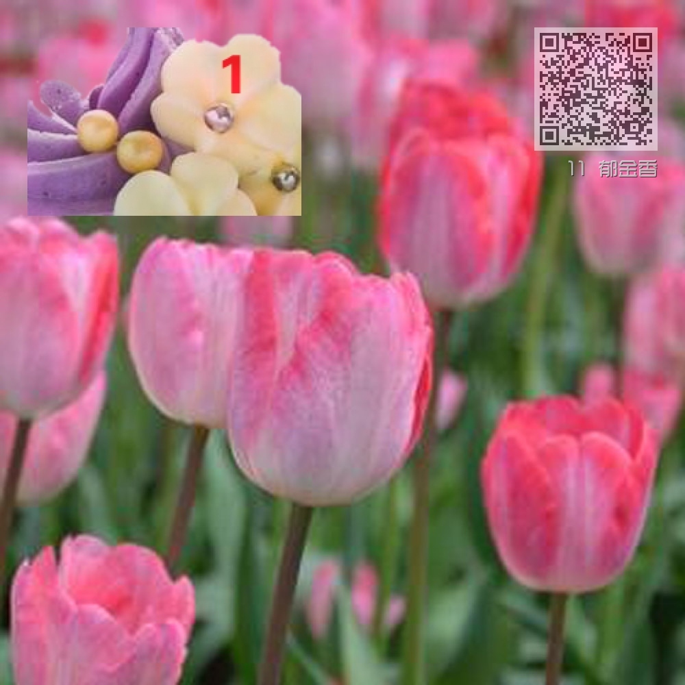 11 郁金香 11 郁金香