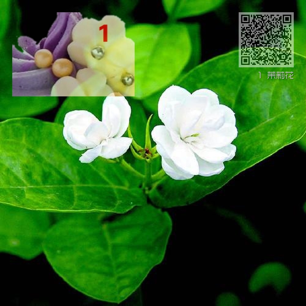 1 茉莉花 1 茉莉花
