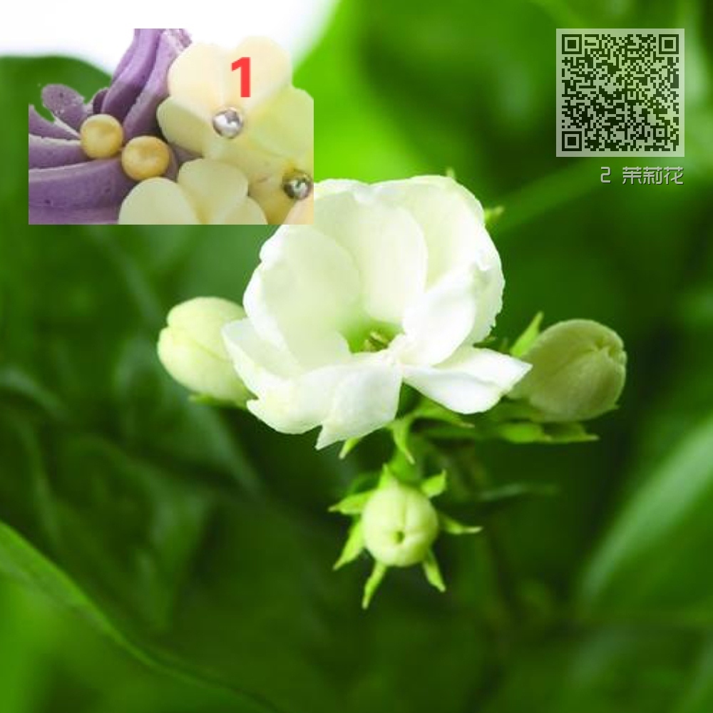 2 茉莉花 2 茉莉花