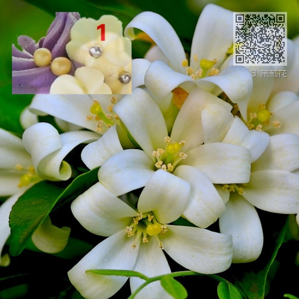 3 茉莉花 3 茉莉花