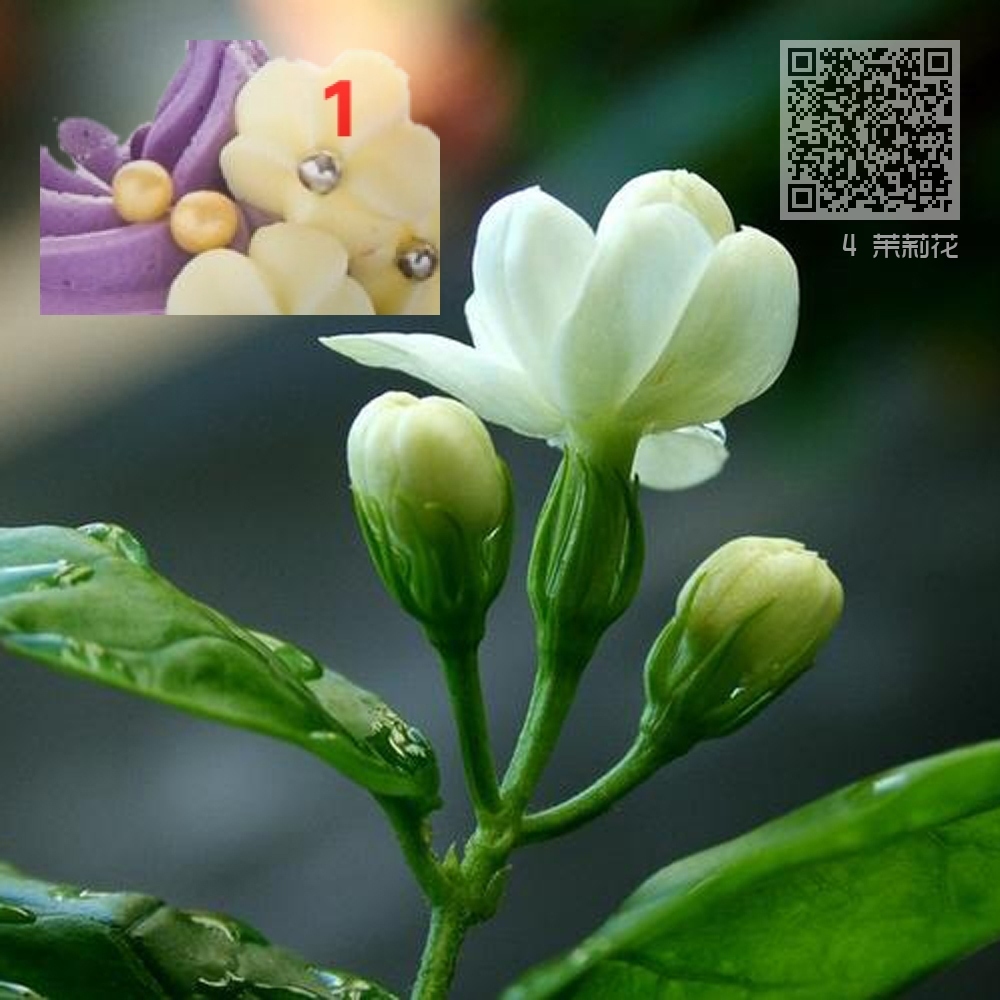 4 茉莉花 4 茉莉花