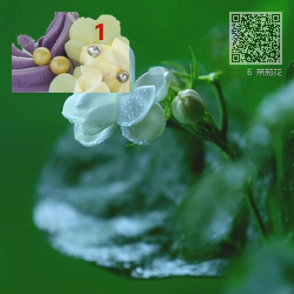 6 茉莉花 6 茉莉花