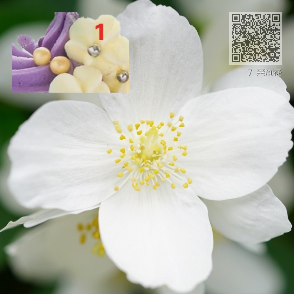 7 茉莉花 7 茉莉花