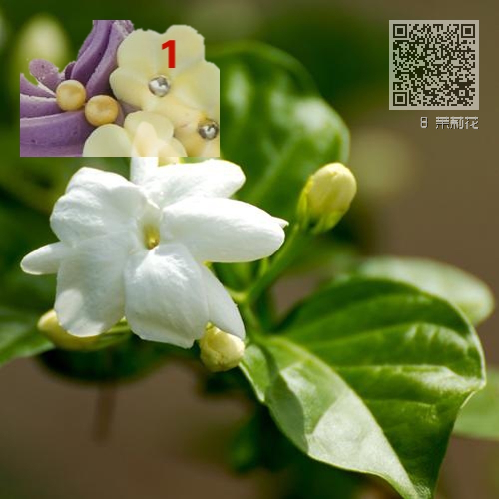 8 茉莉花 8 茉莉花