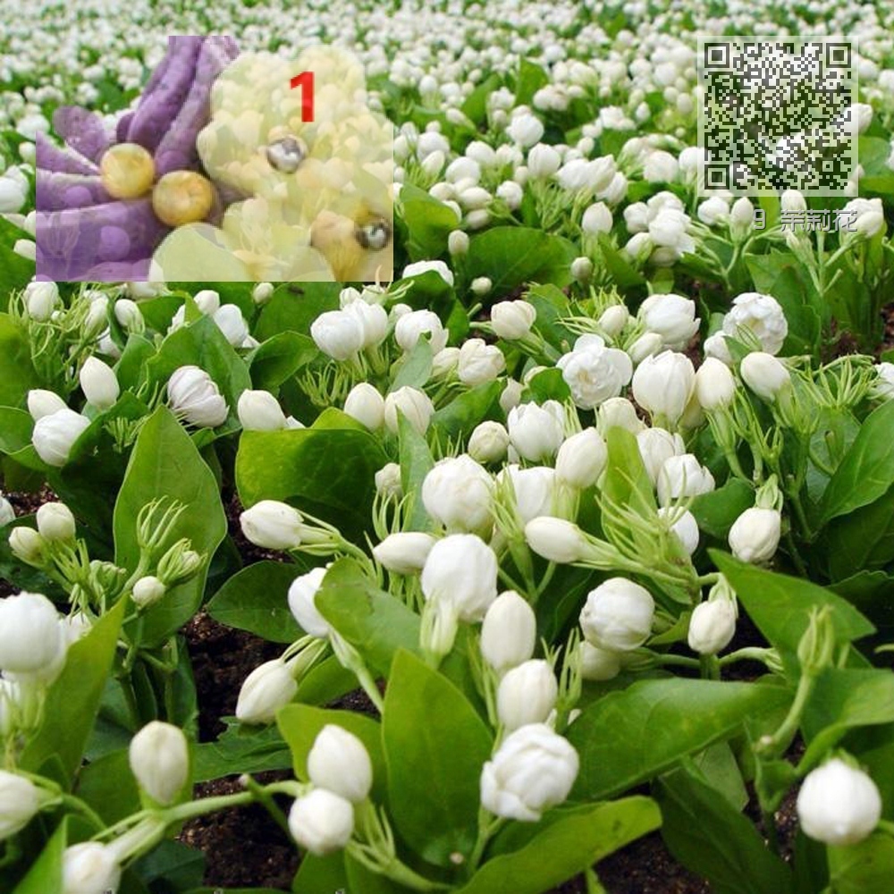 9 茉莉花 9 茉莉花