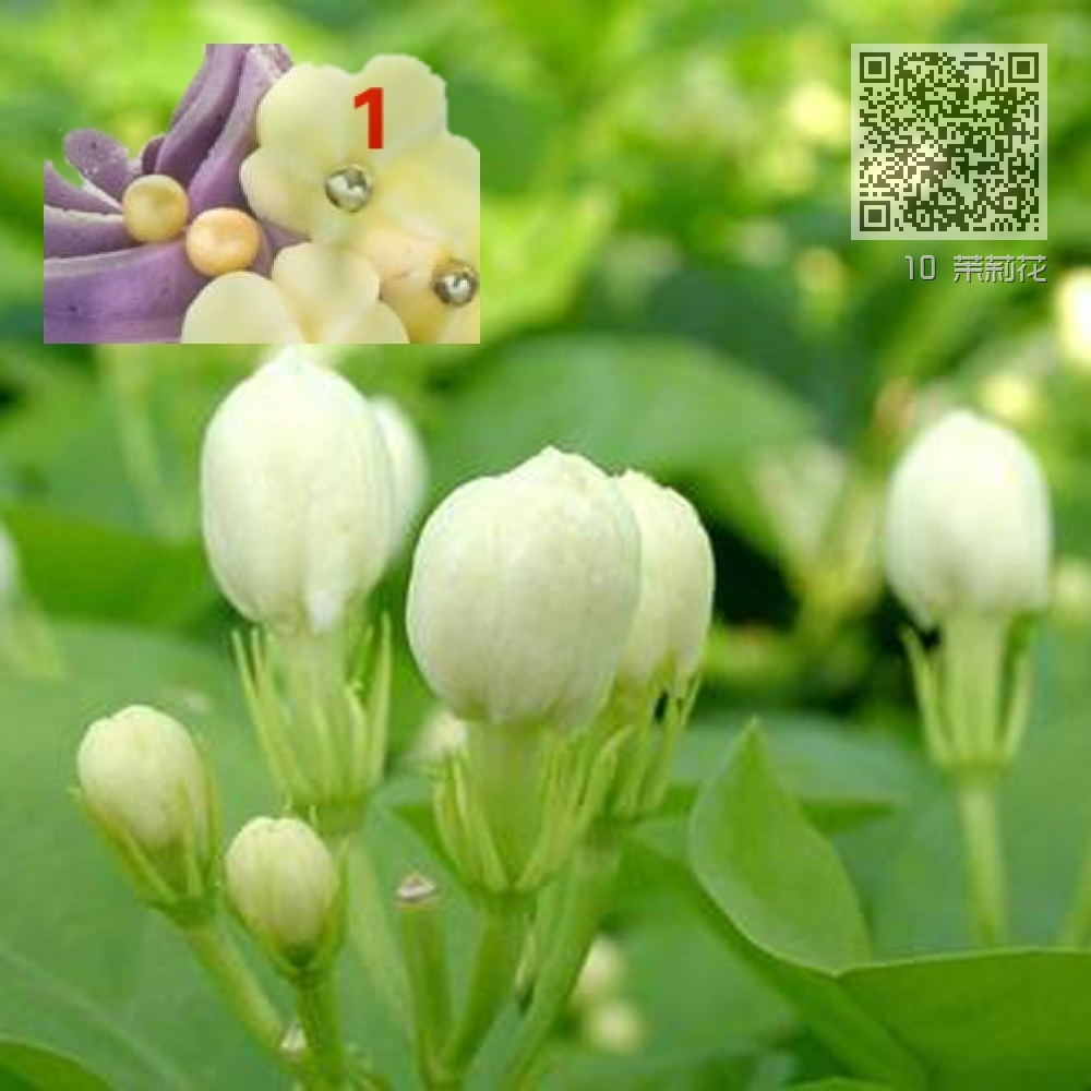 10 茉莉花 10 茉莉花
