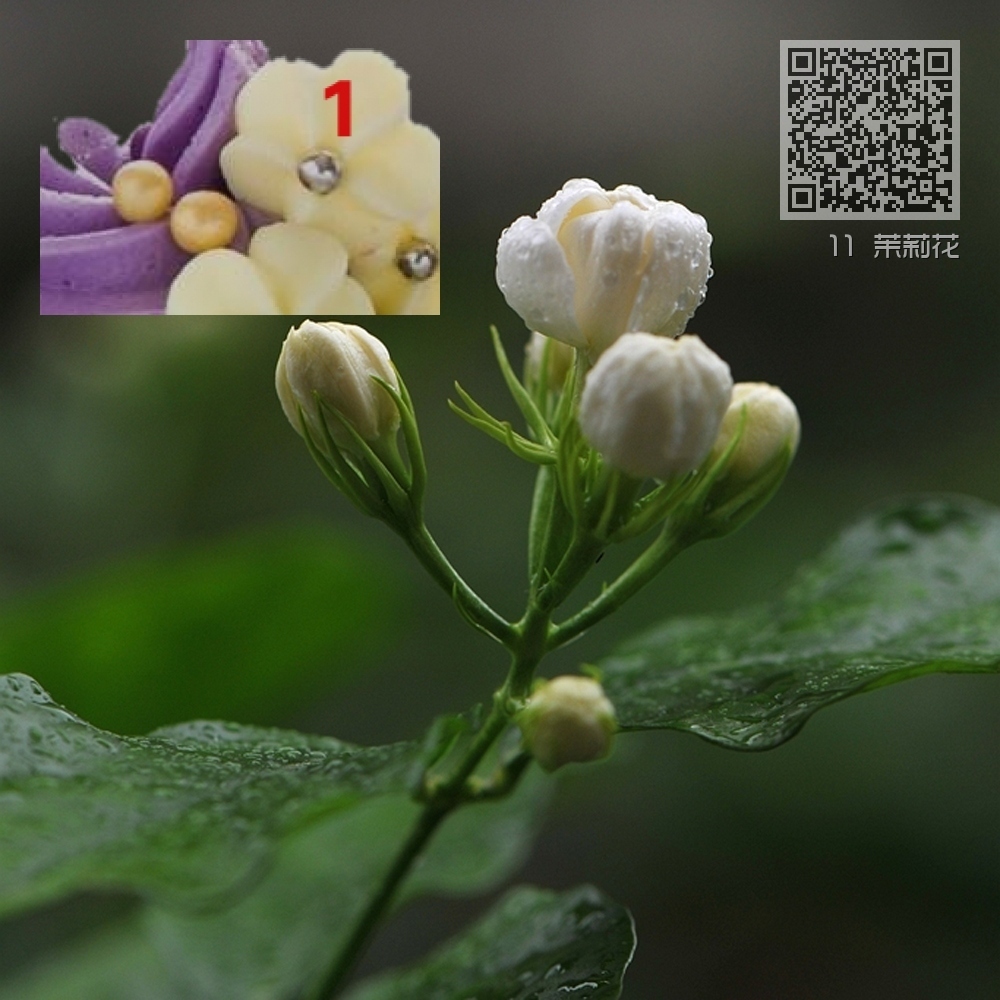 11 茉莉花 11 茉莉花