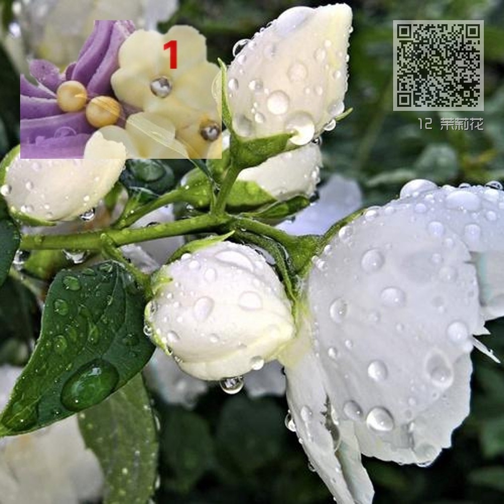 12 茉莉花 12 茉莉花