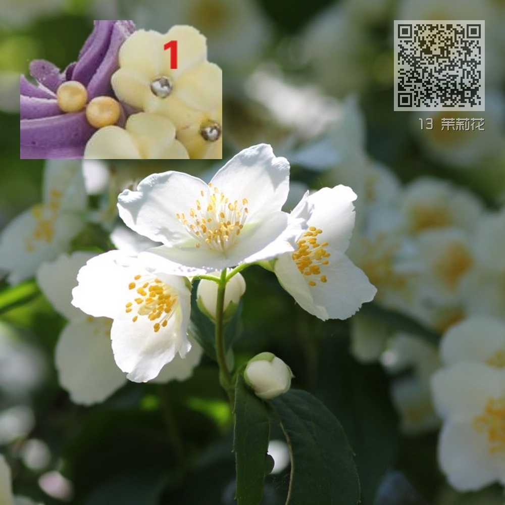 13 茉莉花 13 茉莉花