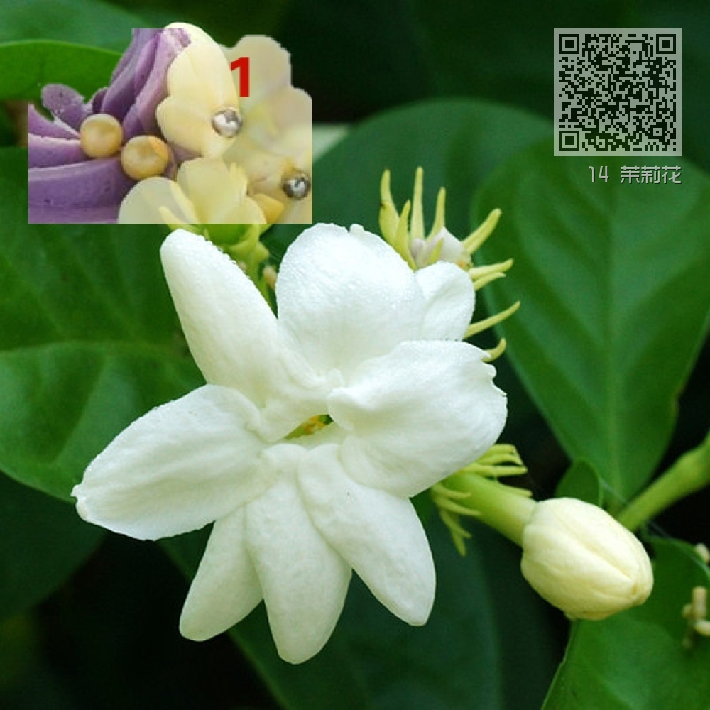 14 茉莉花 14 茉莉花