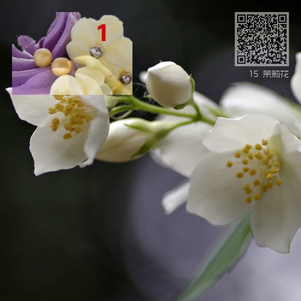 15 茉莉花 15 茉莉花