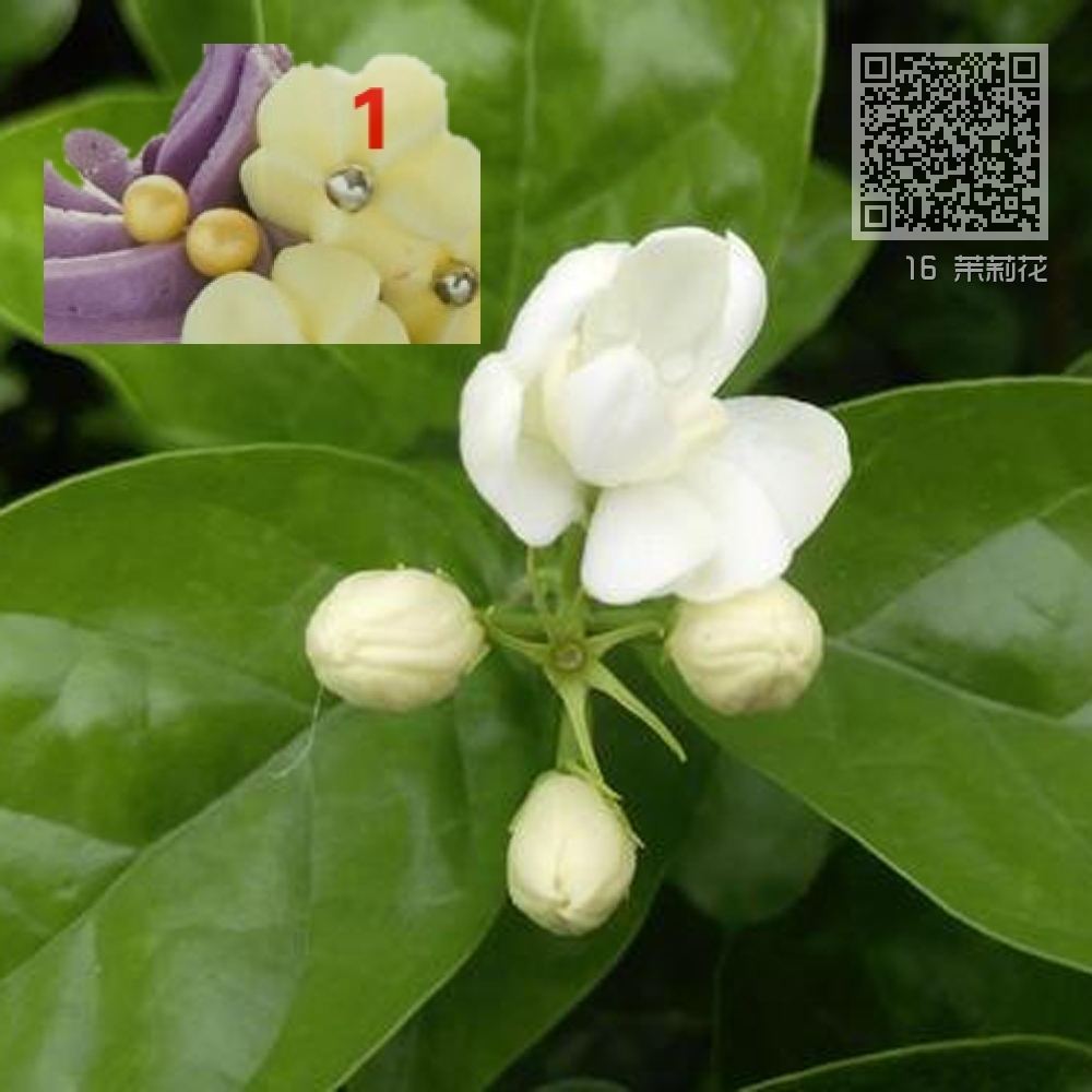 16 茉莉花 16 茉莉花