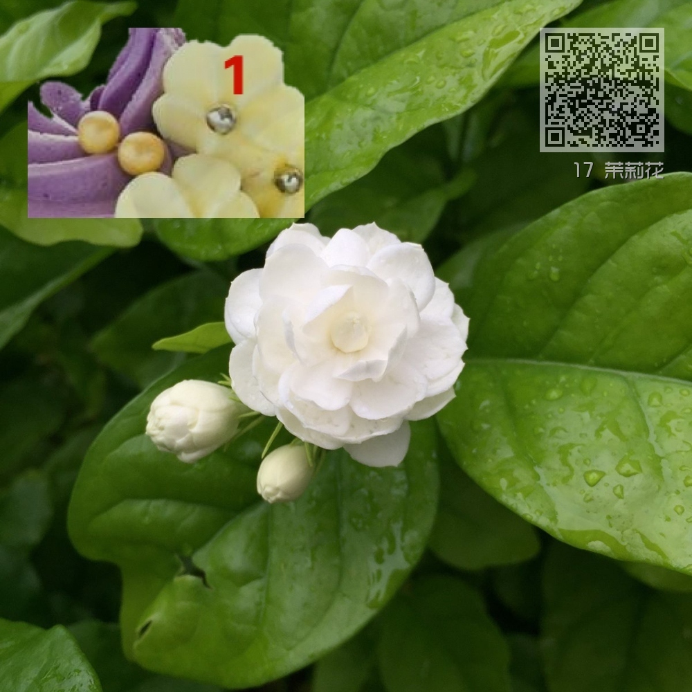 17 茉莉花 17 茉莉花