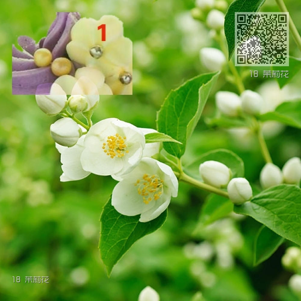 18 茉莉花 18 茉莉花