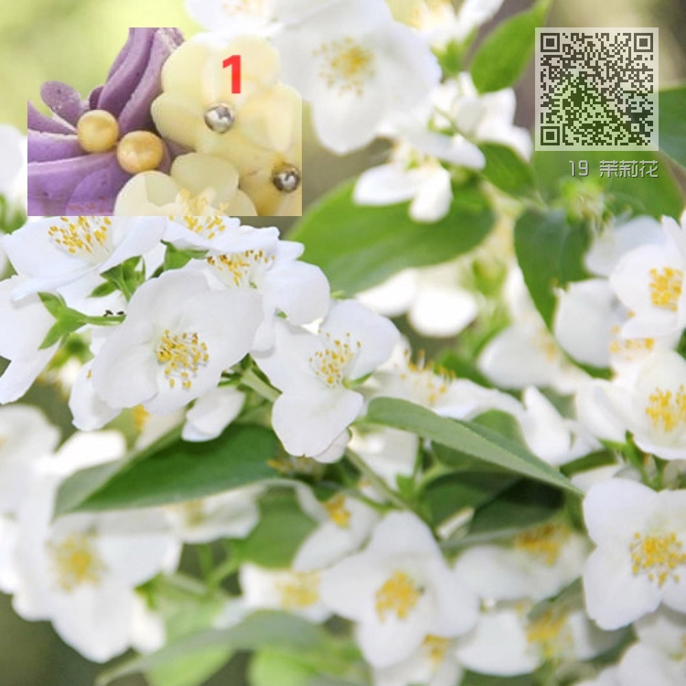 19 茉莉花 19 茉莉花