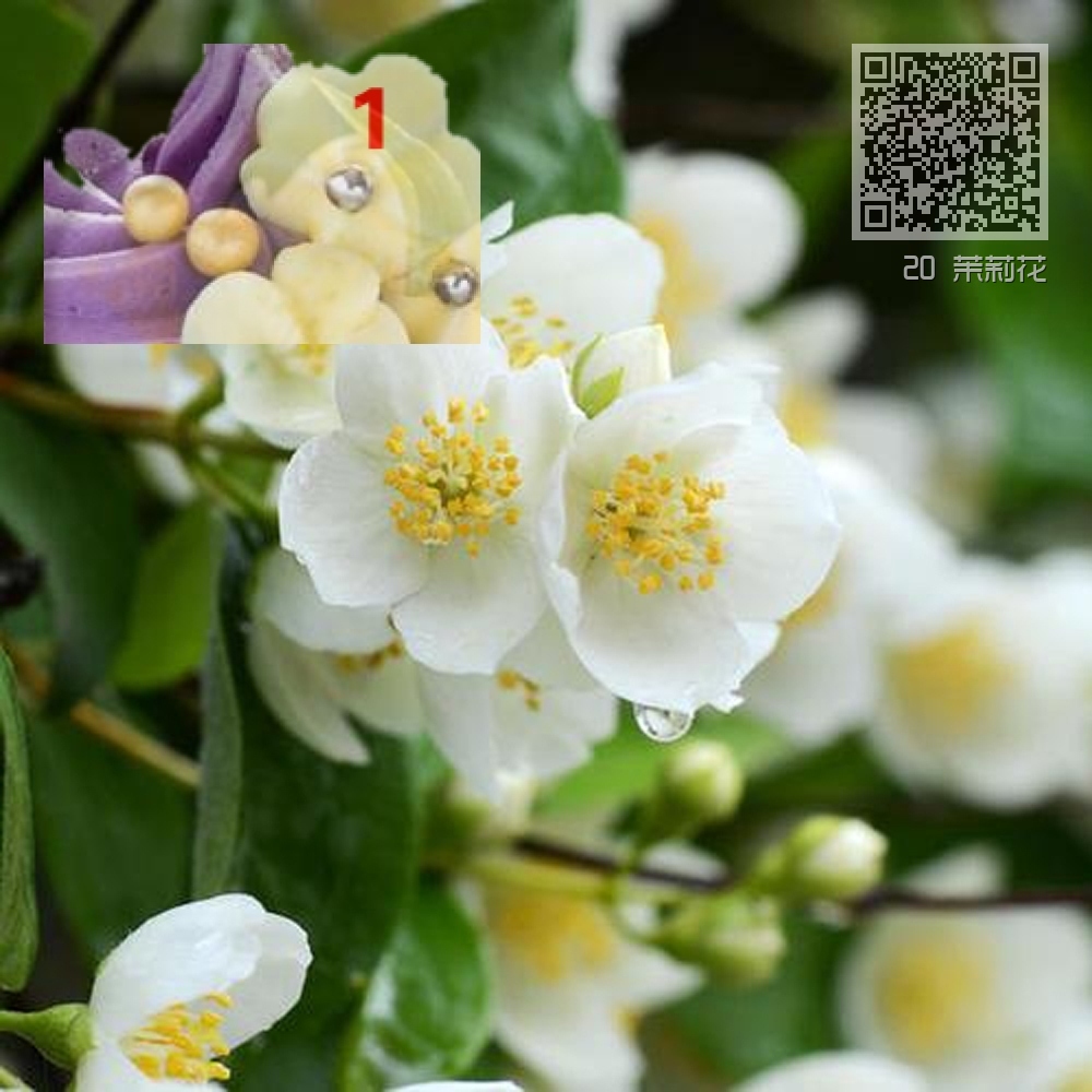 20 茉莉花 20 茉莉花