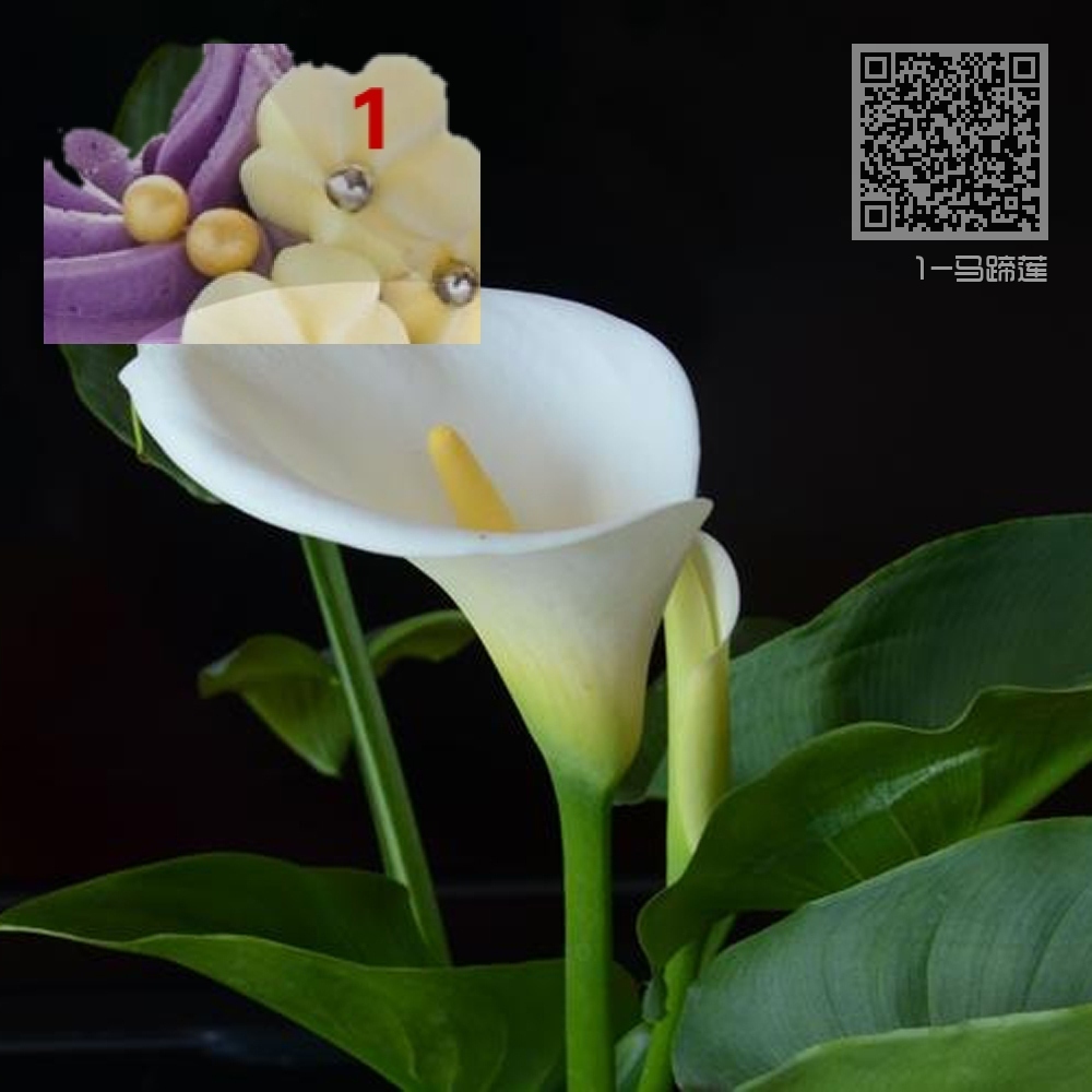 1-马蹄莲 1-马蹄莲