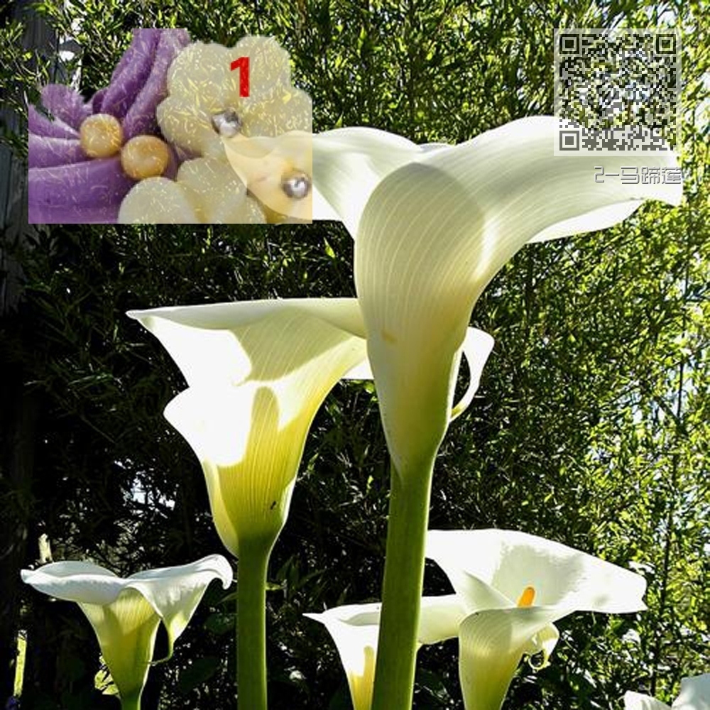2-马蹄莲 2-马蹄莲