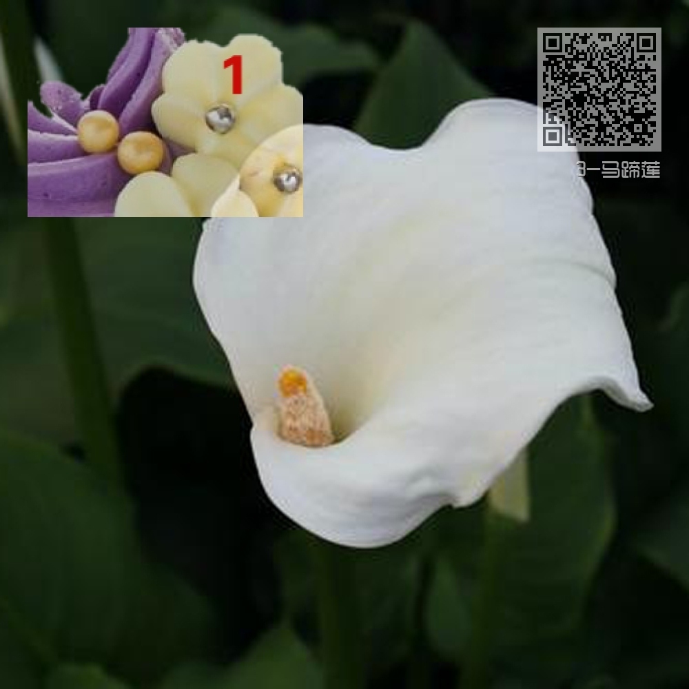 3-马蹄莲 3-马蹄莲