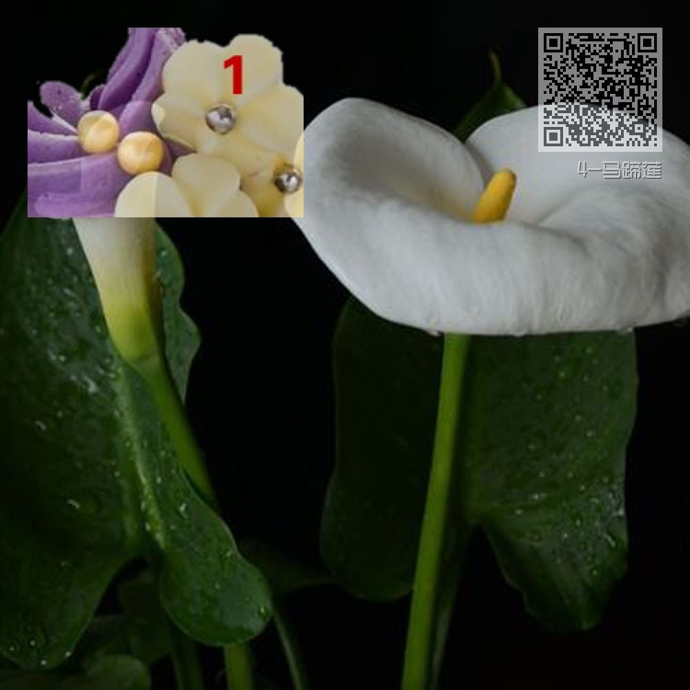 4-马蹄莲 4-马蹄莲