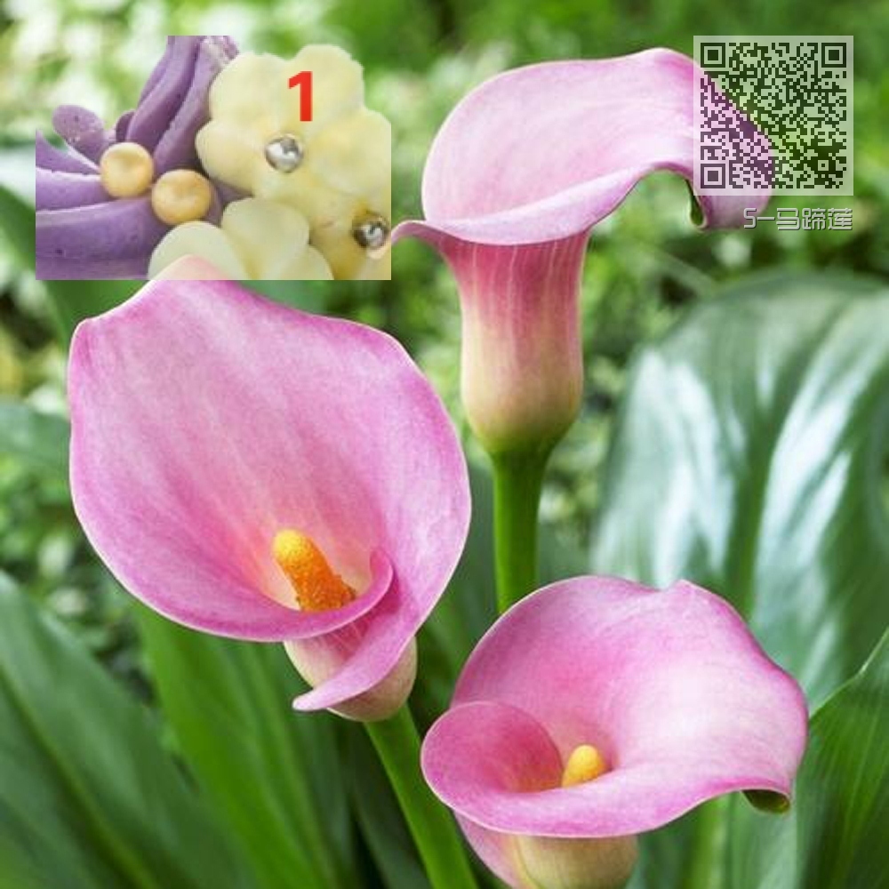 5-马蹄莲 5-马蹄莲